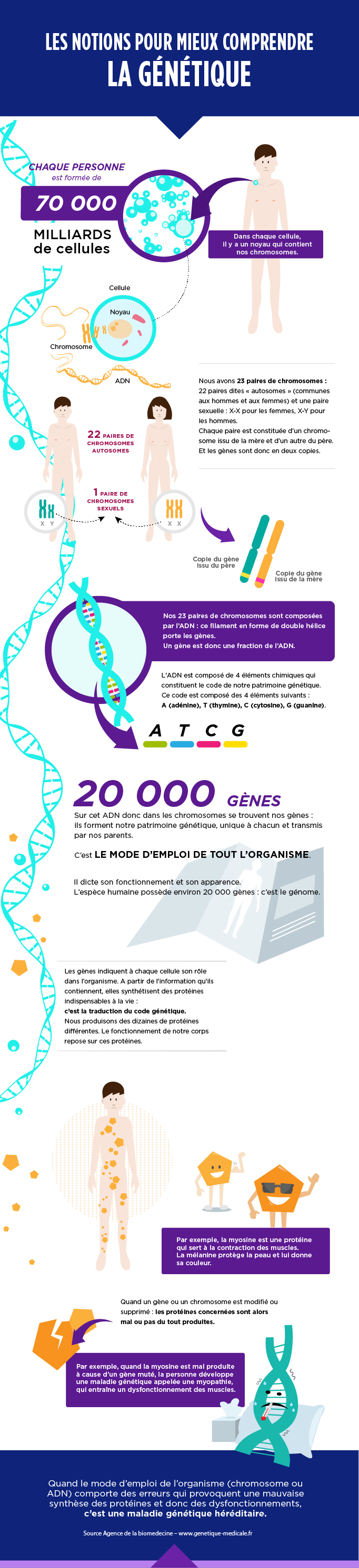 Les notions pour mieux comprendre la génétique