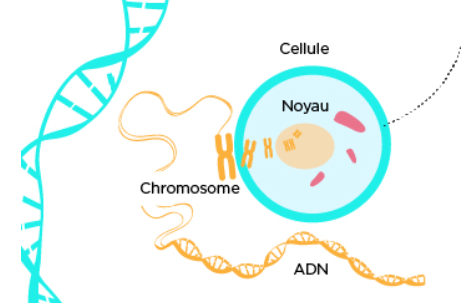 ADN, chromosomes, gènes : notions-clés